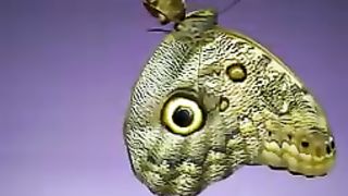 BUTTERFLY SLOW MOTION