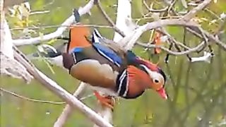 MANDARIN DUCK