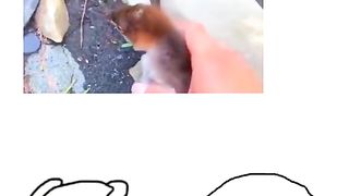 Amazing video