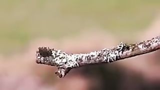 MOST BEAUTIFUL BIRDS