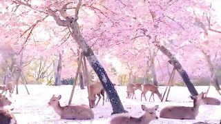 #Deer_resting