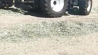 Rhodes grass in Pakistan
