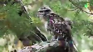 INVISIBLE ANIMALS WORLD