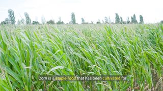 Facts About Corn