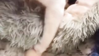 CARE OF ANIMALS.
