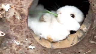 Cute funny bunny amazing Animals