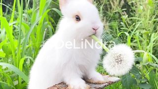 cute rabbit