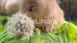 cute rabbit