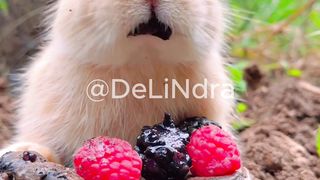cute rabbit