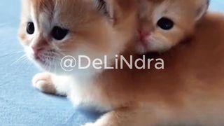 littel cats