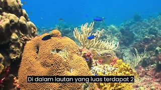 cerita ikan dan landak laut