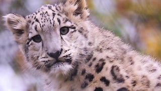 Close up of a baby Snow Leopard head