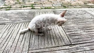 White old chihuahua dog with leg disabilities
