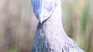 Burung prasejarah