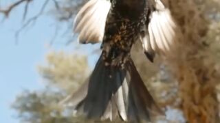 Burung pintar namun licik