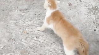 Amazing video