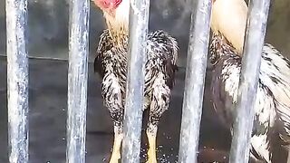 The pretty good jail
