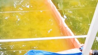 Ikan lele saya kena PENYAKIT KUNING apa penyebabnya❓