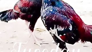 The Tuesday