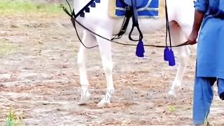 #foryou#febspotvedio #Foryoupage #trending #horselover #horse #500k #fyp #1M #impres.25 #foryou#treding#horses@vedios