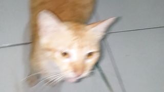 Cute cat