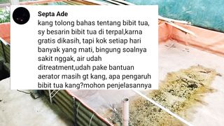 Bibit lele TUA diterpal❗Badannya kecil tapi umur sudah tua, tidak ada ciri-ciri spesifik