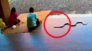 videos collection of snakes coming to visit