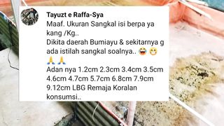 Apa itu lele SANGKAL❓Sekilo isi berapa ekor lele ukuran SANGKAL❓Sangkal itu hanya bahasa penyebutan