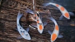 How To Put Fish in Drawer _ REAL RESIN ART_ Awesome Epoxy Resin Ideas For Your Everyday Life