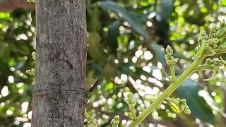 Mango tree । mango flower । NATURE VIEW