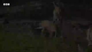 Crocodile Attack
