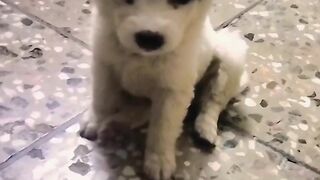 Panda Baby