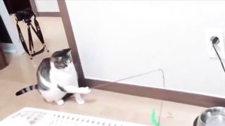 funny cats so lovely cute !