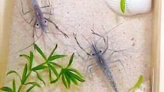 Creating Stunning 3D Resin Shrimp Paintings for Table Decor _ Resin Art Process #resinart