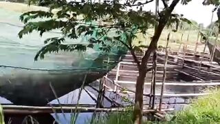 Mau budidaya ikan lele TANPA GANTI AIR kolam, TANPA pemupukan air kolam, bisa tebar padat, gunakan jenis kolam ini