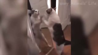 Best 2 Min Of Try Not To Laugh Or Grin Funny Kids Fails Compilation 2024 Best Fails Vines 2024