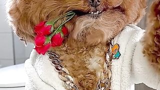 Crazy dog ????