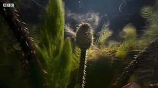 The giant water lily is VICIOUS! The Green Planet. BBC
