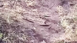 Leopard INCREDIBLE Take Down!!!