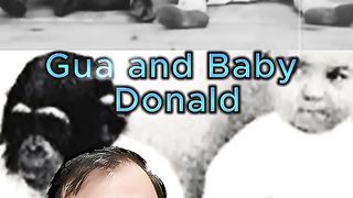 Weird experiment of raising chimp & human babies together #shorts