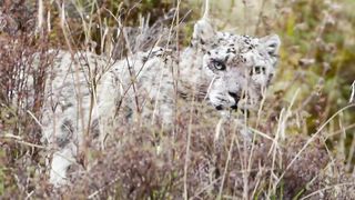 A Yak Mom Confronts a Predatory Snow Leopard