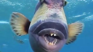 Bermacam macam ikan di samudra Atlantik