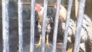 The various breeds of chicken