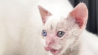Kucing berdasi ??