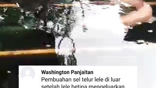 Proses perkawinan induk lele❗Silahkan perhatikan dengan seksama dan beri komentar