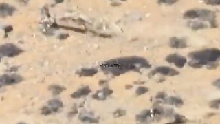 Snow Leopard V Blue Sheep Ultimate Showdown