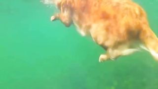 diving dog