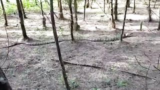 A giant king cobra.