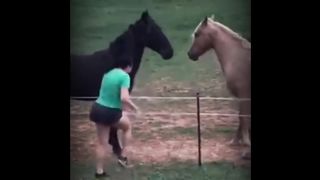 Insane Moments Animals Get Electrocuted