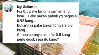 FCR 0,5 dengan pakan alternatif EMON REBUS, Dengan pelet saja 0,9❗Apa iya bisa FCR segitu dengan pakan alternatif❓